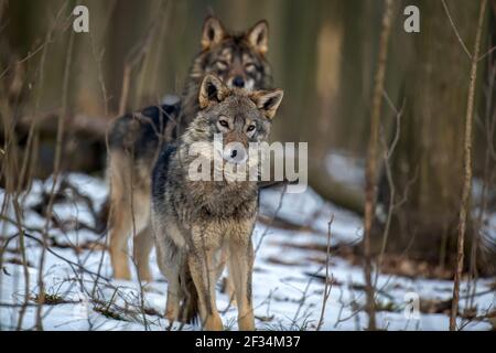 Zwei Wölfe im Wald aus nächster Nähe. Wildlife-Szene aus der Winternatur. Wildes Tier im natürlichen Lebensraum Stockfoto