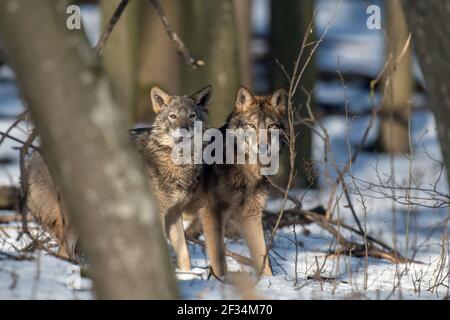 Zwei Wölfe im Wald aus nächster Nähe. Wildlife-Szene aus der Winternatur. Wildes Tier im natürlichen Lebensraum Stockfoto