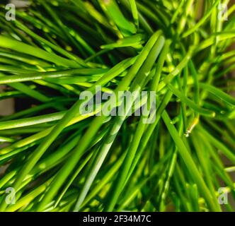 Grüne Schnittlauch in der Küche hern Nahaufnahme selbstfokussieren Stockfoto