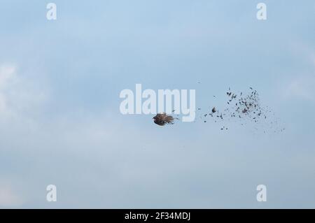 Weibliche Fasane wird in die Luft geschossen. Abfallende Federn Stockfoto