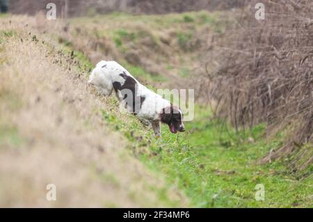 White and Liver English Springer Spaniel läuft ein Graben Stockfoto