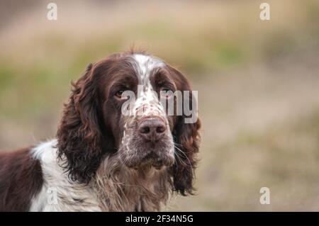 Nahaufnahme Porträt einer eleganten Leber und weißen Englisch Springer Spaniel Hund während eines Drehtages Stockfoto