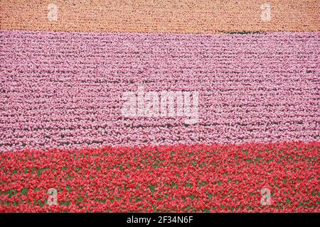 Tulip FieldsLisse District Niederlande PL001850 Stockfoto