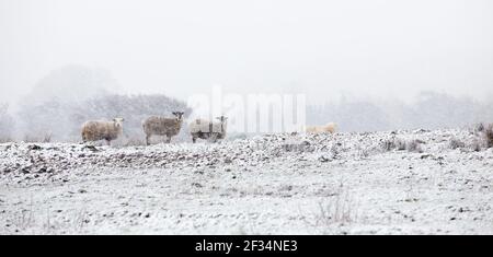 Weiße Schafe Mutterschafe Vieh in der Winterschneeszene Weihnachten Begrüßung Stockfoto