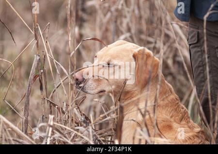 Yellow labrador Retriever sitzt in der hohen Vegetation und Schließt seine Augen wegen des hohen Grases, der ihn belästigt Stockfoto