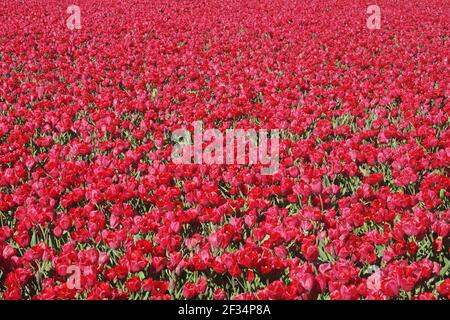 Tulip Fields - Tulip 'Merry Go Round'Niederlande PL001857 Stockfoto