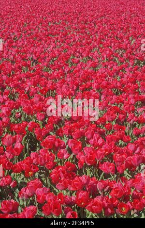 Tulip Fields - Tulip 'Merry Go Round'Niederlande PL001861 Stockfoto