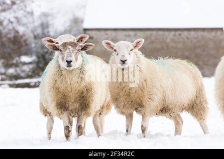 Weiße Schafe Mutterschafe Vieh in der Winterschneeszene Weihnachten Begrüßung Stockfoto