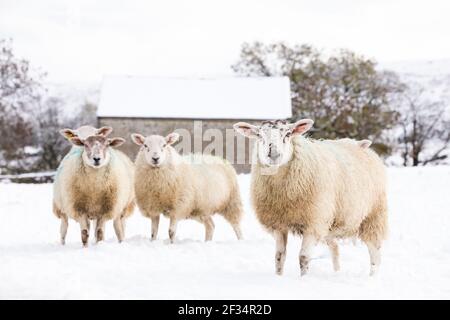 Weiße Schafe Mutterschafe Vieh in der Winterschneeszene Weihnachten Begrüßung Stockfoto