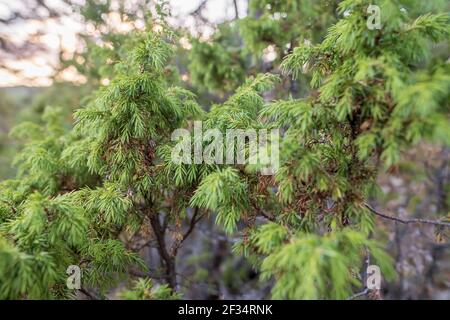 Immergrüner Wacholderbusch, an einem Sommertag, auf einem verschwommenen Hintergrund. Stockfoto