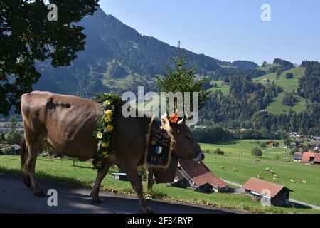 Kühe aus den Alpen, Entlebuchar Alpafahrt, Schweiz Stockfoto
