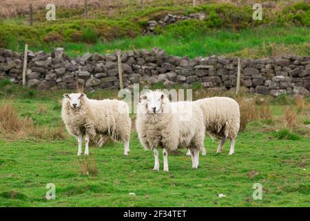 Herde von Schafen Mutterschafe im Feld im Freien Stockfoto