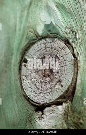 Ein Blick auf Cut Bough verlieren Stockfoto
