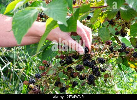 Ernte reife Brombeeren. Frauenhände pflücken Beeren im Garten. Selektiver Fokus. Nahaufnahme. Stockfoto