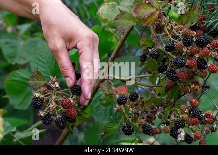 Ernte reife Brombeeren. Frauenhände pflücken Beeren im Garten. Selektiver Fokus. Nahaufnahme. Stockfoto