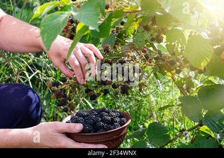 Ernte reife Brombeeren. Frauenhände pflücken Beeren im Garten. Selektiver Fokus. Nahaufnahme. Stockfoto