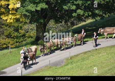 Kühe aus den Alpen, Entlebuchar Alpafahrt, Schweiz Stockfoto