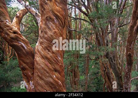 Halbinsel Quetrihué, Neuquen/Argentinien: Chilenische Myrten im Nationalpark Los Arrayanes Stockfoto