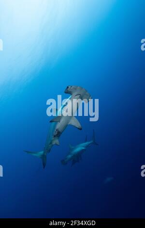 Zwerghaie am Darwins Arch, Galapagos-Inseln von Ecuador Stockfoto