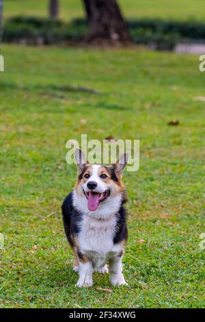 Vertikales Foto von niedlichen Cardigan Welsh Corgi Hund lächelnd auf Gras Stockfoto