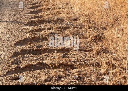 Traktorenwege auf einer Landstraße bei Sonnenuntergang im südlichen Andalusien, Spanien Stockfoto