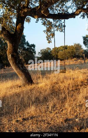 Schwingen Sie sich in einem Eichelbaum bei Sonnenuntergang in Südandalusien, Spanien Stockfoto