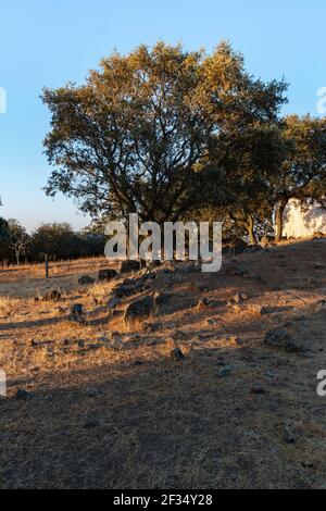 Schaffarm bei Sonnenuntergang in Südandalusien, Spanien Stockfoto