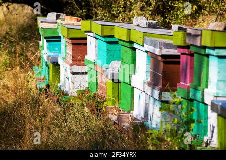 Bunte Bienenstöcke in Gartenwiese Bienenstock Stockfoto