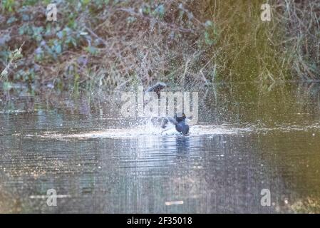 Braune Moos und Farn Moos Reserven Stockfoto