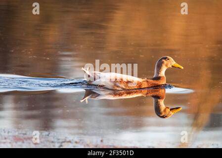 Braune Moos und Farn Moos Reserven Stockfoto