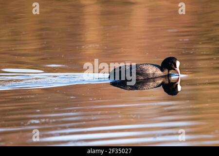 Braune Moos und Farn Moos Reserven Stockfoto