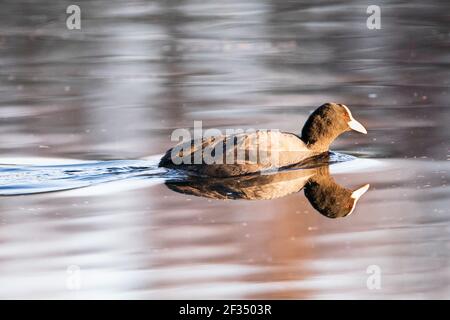 Braune Moos und Farn Moos Reserven Stockfoto