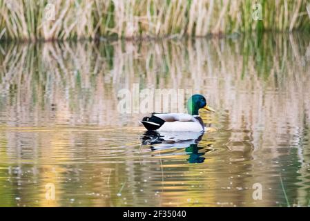 Braune Moos und Farn Moos Reserven Stockfoto