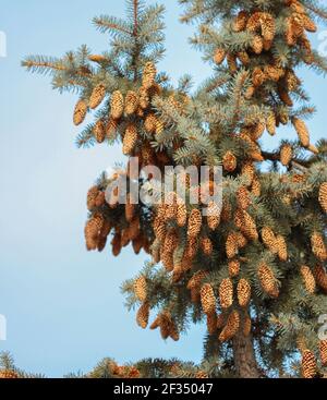 Viele Zapfen auf den Zweigen einer blauen Fichte Stockfoto