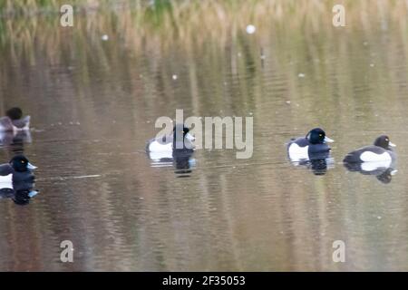 Braune Moos und Farn Moos Reserven Stockfoto