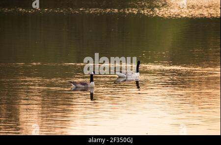 Braune Moos und Farn Moos Reserven Stockfoto