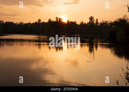 Braune Moos und Farn Moos Reserven Stockfoto