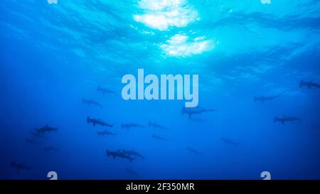 Große Schule von Scalloped Hammerhaie in Darwin's Arch, Galapagos Inseln von Ecuador Stockfoto