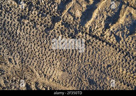 Fahrradwege im schlammigen Boden an einem Wintertag Stockfoto