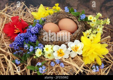 Vögel nisten mit braunen Eiern & Frühlingsblumen von Primeln, Narzissen, Narzissen, Narzissen, Vergissmeinsen, Traubenhyazinthen & Tulpenblüten auf rustikalem Holz-Backgro Stockfoto