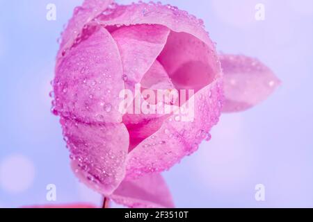 Verschwommenes künstlerisches Foto. Nahaufnahme von Regentropfen auf einer großen Magnolienblume, selektiver Fokus. Hellviolettes Bokeh. Hochwertige Fotos Stockfoto