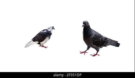 Zwei wilde Tauben isoliert auf weißem Hintergrund mit Clipping Pfad. Kopierbereich, keine Schatten. Stockfoto