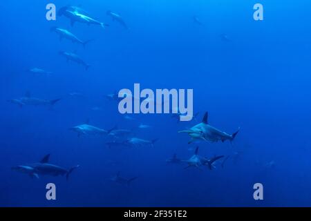 Große Schule von Scalloped Hammerhaie in Darwin's Arch, Galapagos Inseln von Ecuador Stockfoto