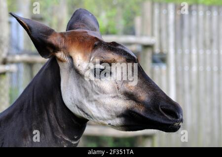 Okapi (Okapia johnstoni) im Zoo Rotterdam Stockfoto