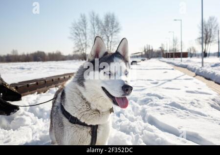 Husky Hund sitzt im Schnee und wartet auf Spiel. Sibirischer Husky mit blauen Augen auf Winterfeld. Portrait von netten Hund. Stockfoto