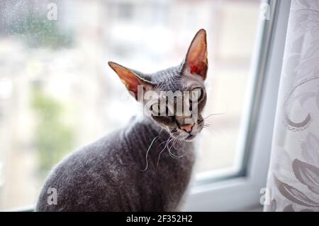 Lustige Katze sitzt auf der Fensterbank. Eine schöne graue Sphinx Katze. Selektiver Fokus mit geringer Schärfentiefe Stockfoto