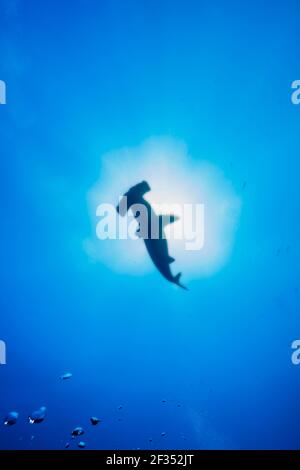 Silhouette eines gezapften Hammerhais am Darwins Arch, Galapagos-Inseln von Ecuador. Sun Burst umrahmt den Hai dicht an der Oberfläche. Stockfoto