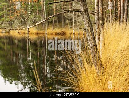 seeufer, sumpfiger Waldhintergrund, Sumpfkiefern und Birken, Land