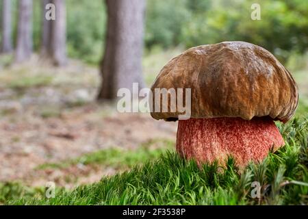 Neoboletus luridiformis als Boletus luridiformis bekannt - essbarer Pilz. Pilz in der natürlichen Umgebung. Englisch: Gepunkteter Stiel Bolete Stockfoto