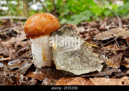 Leccinum aurantiacum - essbare Pilze. Pilz in der natürlichen Umgebung. Englisch: Rotkappenstiel Stockfoto